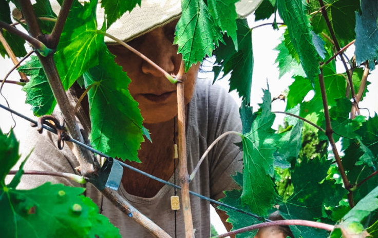 La Botta Wijnavonturen