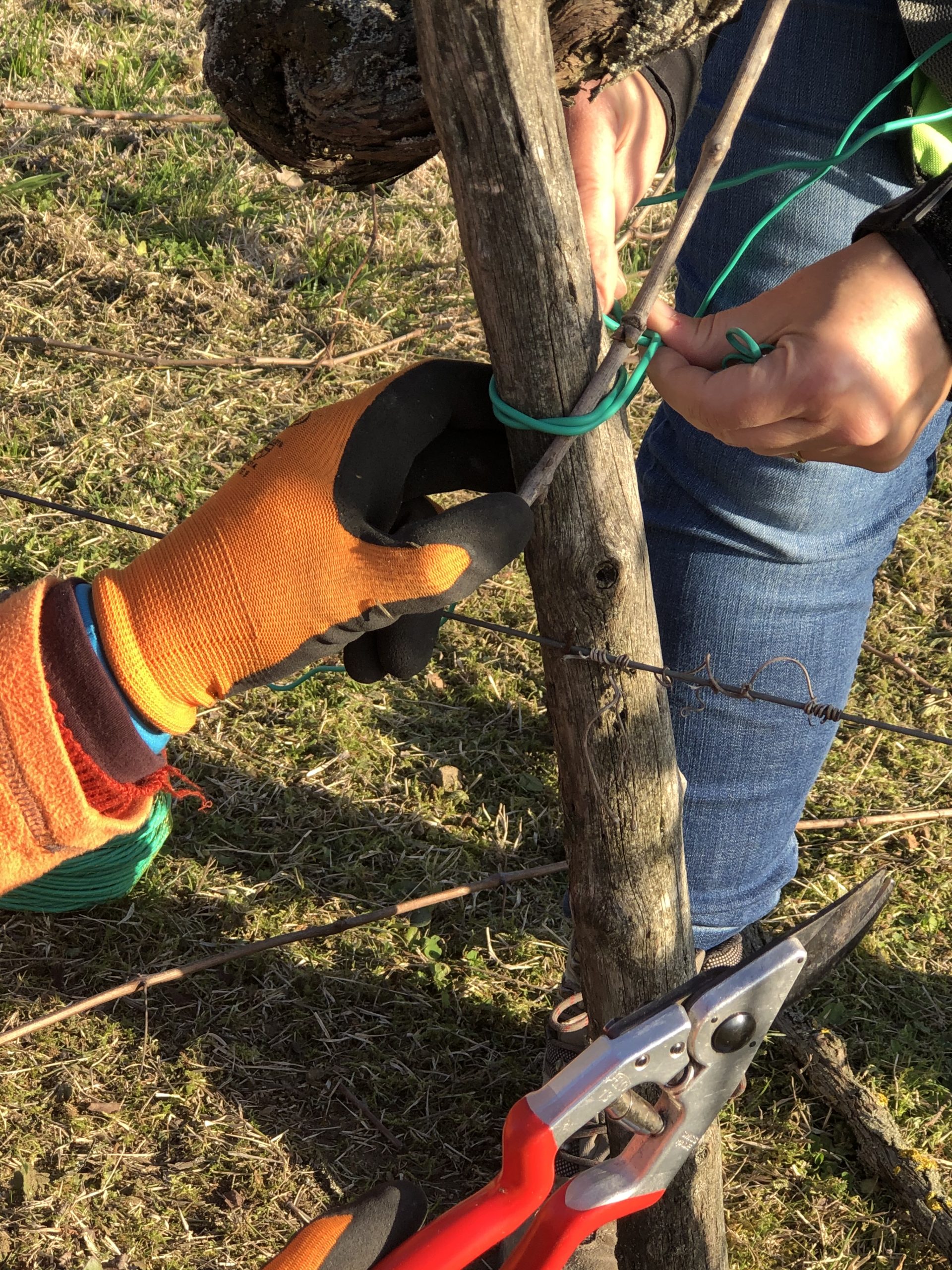 Werken in de wijngaard; het redden van een wijngaard